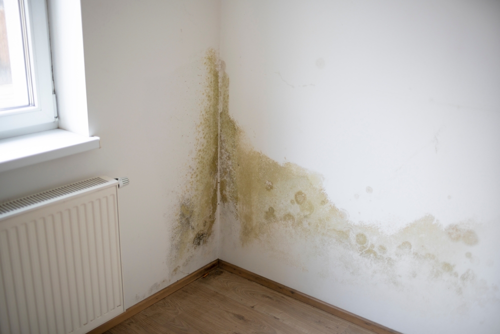 Strong,Mildew,In,Large,Stains,Is,Located,On,White,Interior